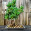 Japanese White Pine 2 20200715 195640