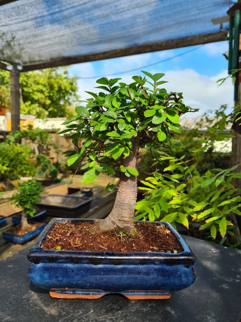 Chinese Elm - Broom (Small) 1 20210828 110544 scaled
