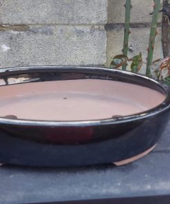 Black Glazed Oval Bonsai Pot (31cm) 8 WhatsApp Image 2022 04 04 at 16.43.04